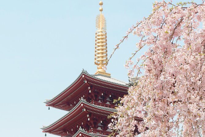 Private & Unique Kyoto Cherry Blossom "Sakura" Experience - Evening Blossoms and Yozakura: When the Sky Turns Romantic