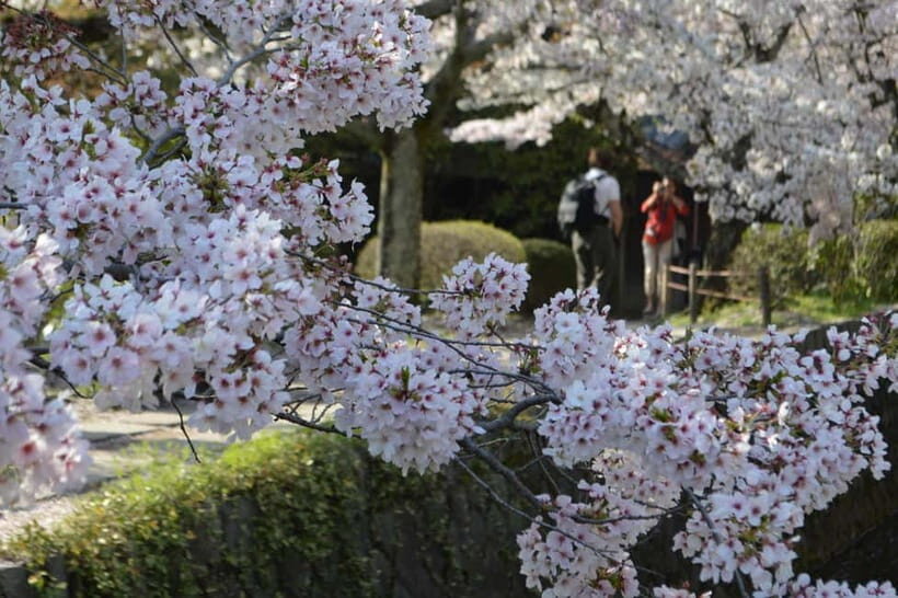 Sacred Pathways: Discover the Philosopher's Path of Kyoto - Kyoto’s Philosopher’s Path, paced like a local stroll