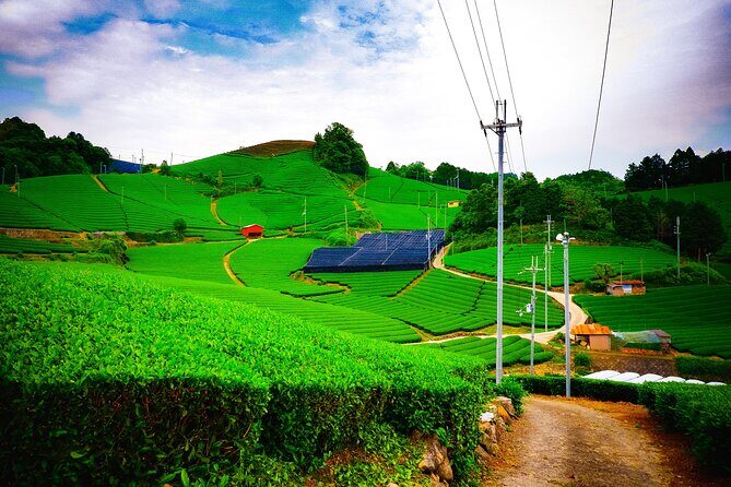 Scenic Green Tea Fields of Hidden Kyoto & Local Tea Exp (Private) - Key highlights you’ll feel the moment you arrive