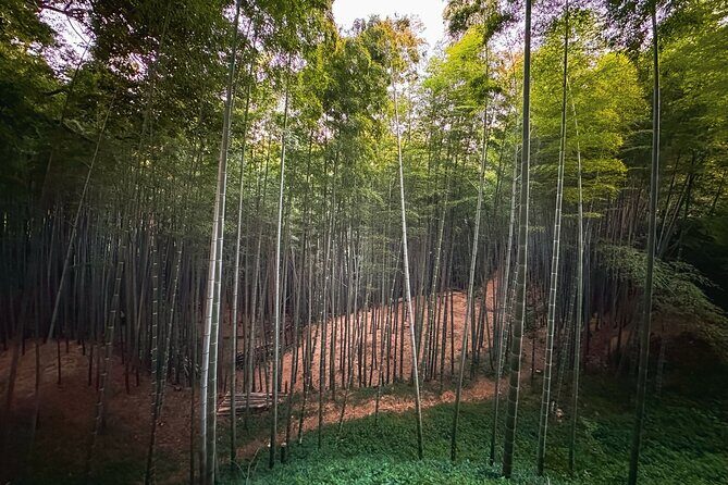 Scenic Green Tea Fields of Hidden Kyoto & Local Tea Exp (Private) - Ishitera Tea Plantation: where the green views reach upward